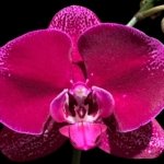 Tall Spike Phalaenopsis OX Purple Lady (4.5" pot)