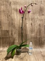 Tall Spike Phalaenopsis OX Purple Lady (4.5" pot) - Image 7