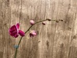 Tall Spike Phalaenopsis OX Purple Lady (4.5" pot) - Image 4