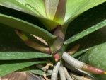Double Spikes Mystery Phalaenopsis (4.5" pot) - Image 3