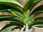Double Spikes Mystery Phalaenopsis (4.5" pot) - Image 4