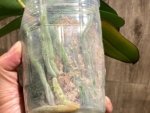 Double Spikes Mystery Phalaenopsis (4.5" pot) - Image 17