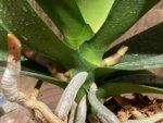 Double Spikes Mystery Phalaenopsis (4.5" pot) - Image 6