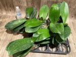 Double Spikes Mystery Phalaenopsis (4.5" pot) - Image 13