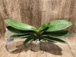 Double Spikes Mystery Phalaenopsis (4.5" pot) - Image 10