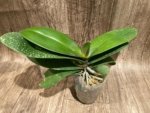 Double Spikes Mystery Phalaenopsis (4.5" pot) - Image 7