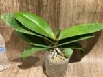 Double Spikes Mystery Phalaenopsis (4.5" pot) - Image 11