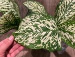 Dieffenbachia White Blizzard (7” pot)
