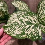 Dieffenbachia White Blizzard (7” pot)