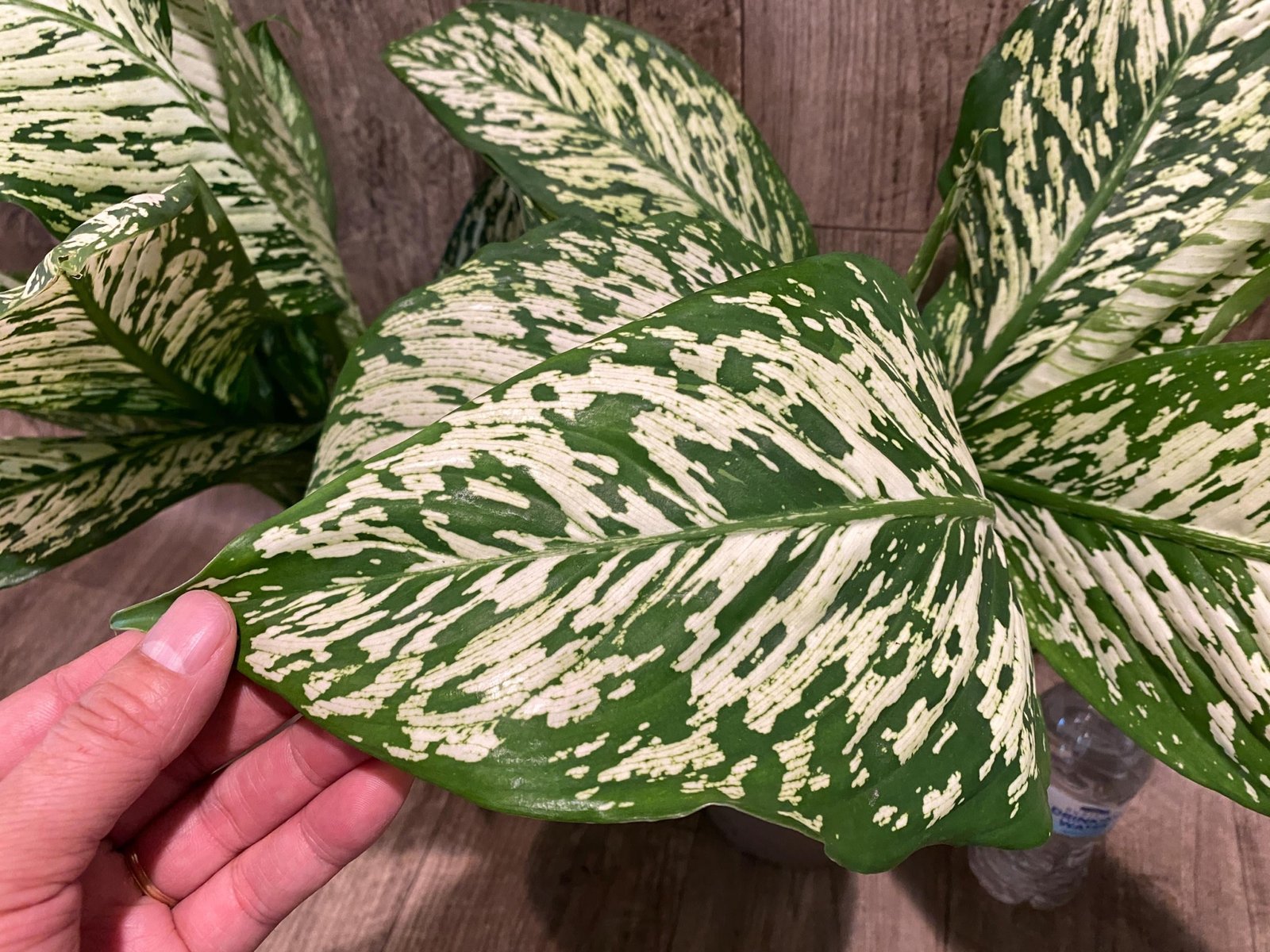 il_fullxfull.8425123291_ok8i.jpg Dieffenbachia White Blizzard (7” pot) - Image 1