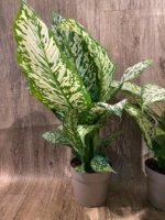Dieffenbachia White Blizzard (7” pot) - Image 10
