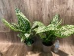 Dieffenbachia White Blizzard (7” pot) - Image 6