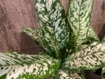 Dieffenbachia White Blizzard (7” pot) - Image 3
