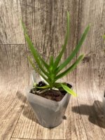 Rare Aerides houlletiana v. alba × sib  (3.5” pot) - Image 5