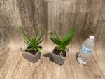 Rare Aerides houlletiana v. alba × sib  (3.5” pot) - Image 4