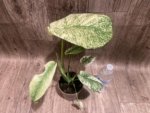 Rare Monstera Deliciosa White Monster Variegated Exact Plant (4” pot) - Image 9