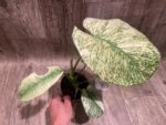 Rare Monstera Deliciosa White Monster Variegated Exact Plant (4” pot) - Image 11