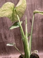 Rare Monstera Deliciosa White Monster Variegated Exact Plant (4” pot) - Image 10