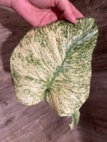 Rare Monstera Deliciosa White Monster Variegated Exact Plant (4” pot) - Image 3