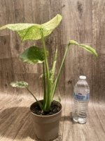Rare Monstera Deliciosa White Monster Variegated Exact Plant (4” pot) - Image 5