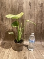 Rare Monstera Deliciosa White Monster Variegated Exact Plant (4” pot) - Image 7