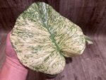 Rare Monstera Deliciosa White Monster Variegated Exact Plant (4” pot) - Image 2