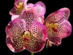 Fragrant Vanda Uraiwan Belle Blooming Size (3.5” basket)