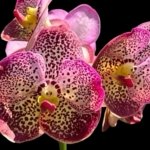 Fragrant Vanda Uraiwan Belle Blooming Size (3.5” basket)