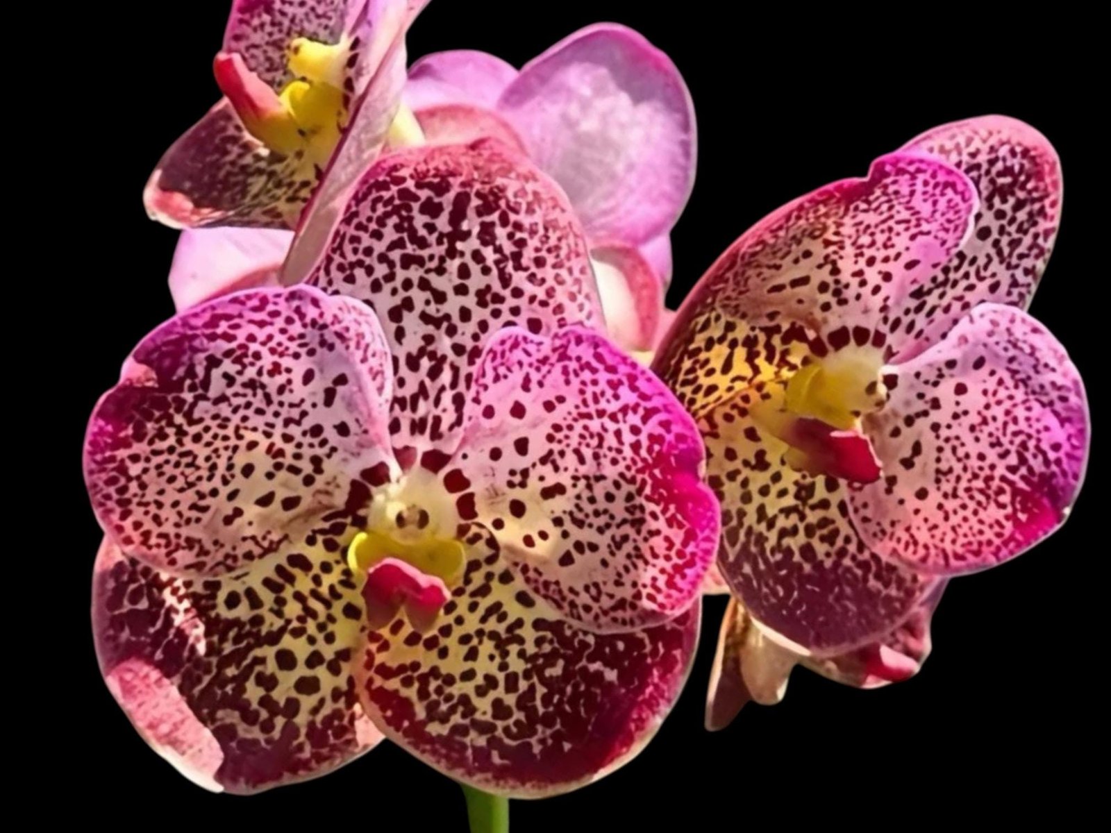 il_fullxfull.8432543806_9pdl.jpg Fragrant Vanda Uraiwan Belle Blooming Size (3.5” basket) - Image 1