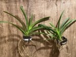 Fragrant Vanda Uraiwan Belle Blooming Size (3.5” basket) - Image 5