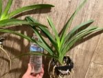 Fragrant Vanda Uraiwan Belle Blooming Size (3.5” basket) - Image 3
