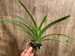 Fragrant Vanda Uraiwan Belle Blooming Size (3.5” basket) - Image 6