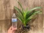 Vanda Pintuwadee Double Growths Blooming Size (3.5” basket) - Image 2