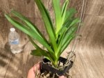 Vanda Pintuwadee Double Growths Blooming Size (3.5” basket) - Image 4