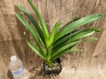 Vanda Pintuwadee Double Growths Blooming Size (3.5” basket) - Image 3