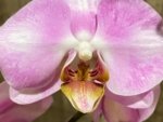 In Spikes Phalaenopsis Funky Love (4.5" Pot) - Image 5