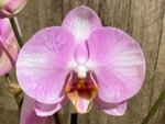 In Spikes Phalaenopsis Funky Love (4.5" Pot) - Image 4