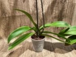 In Spikes Phalaenopsis Funky Love (4.5" Pot) - Image 11