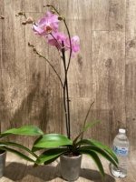In Spikes Phalaenopsis Funky Love (4.5" Pot) - Image 9