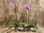 In Spikes Phalaenopsis Funky Love (4.5" Pot) - Image 6