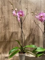 In Spikes Phalaenopsis Funky Love (4.5" Pot) - Image 8