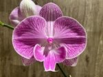 Tall Spike Phalaenopsis Fuller’s Pink Stripes Big Lip (4.5" Pot) - Image 4