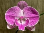 Tall Spike Phalaenopsis Fuller’s Pink Stripes Big Lip (4.5" Pot) - Image 3