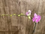 Tall Spike Phalaenopsis Fuller’s Pink Stripes Big Lip (4.5" Pot) - Image 5