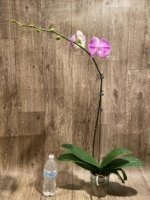 Tall Spike Phalaenopsis Fuller’s Pink Stripes Big Lip (4.5" Pot) - Image 6