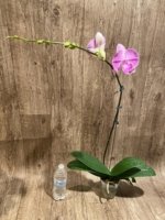 Tall Spike Phalaenopsis Fuller’s Pink Stripes Big Lip (4.5" Pot) - Image 7
