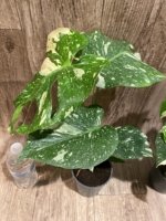 Rare Monstera Variegated Leaves (4” pot) - Image 8