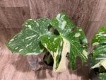 Rare Monstera Variegated Leaves (4” pot) - Image 6