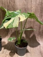 Rare Monstera Variegated Leaves (4” pot) - Image 14