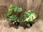 Rare Monstera Variegated Leaves (4” pot) - Image 4